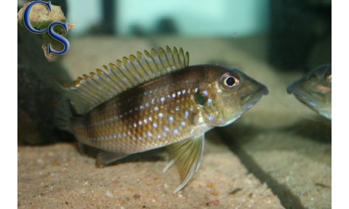 Gnathochromis permaxillaris